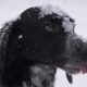 A Dog with Snow on the Muzzle Plays with the Child - VideoHive Item for Sale