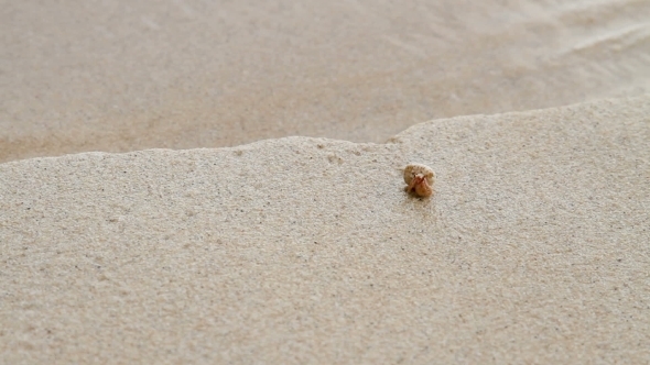 Tiny Beige Crab Crawling Near Sea Surf. Sandy Beach on Phuket Island, Thailand.