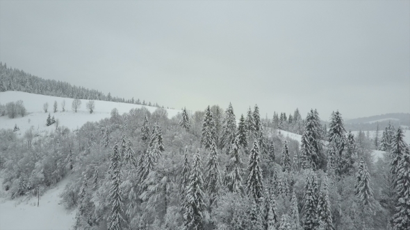 Winter Mountains Covered with Pine Trees. Low Flight Over Snowy Spruce Forest. 