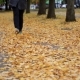 Woman Legs Walking on Fallen Leaves in Autumn Park - VideoHive Item for Sale