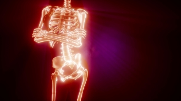 Human Bones Radiographic Scan alt