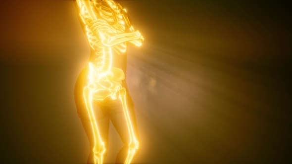 Human Bones Radiographic Scan alt