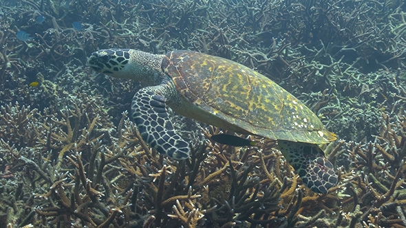 Endangered Hawksbill Sea Turtle Swims Slowly Over Healthy Staghorn Coral Reef