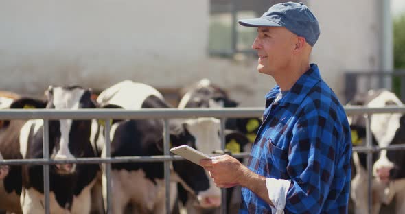 Farmer Using Digital Tablet While Looking at Cows