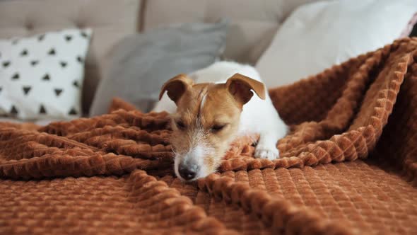 Dog Lazing on Couch