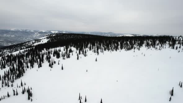 Evening Forest High in the Mountains