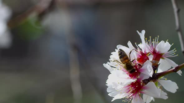Bee On Flower 64