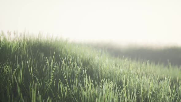 Green Field with Tall Grass in the Early Morning with Fog