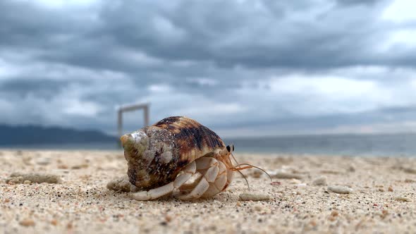 Sea Shell Crab crawling across sandy beach with dramatic cloudscape sky in background.Close up shot.