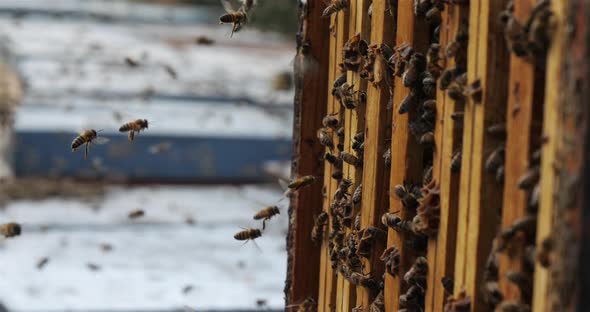 Bees flying around the hive during the harvesting honey