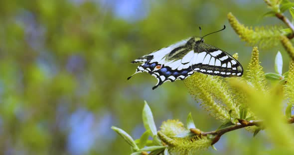 Papilio Machaon the Old World Swallowtail  a Butterfly of the Family Papilionidae