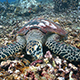 Hawksbill Sea Turtle Feeds on Dead Staghorn Coral - VideoHive Item for Sale
