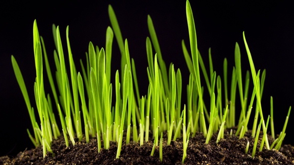 Growth of Fresh New Green Grass