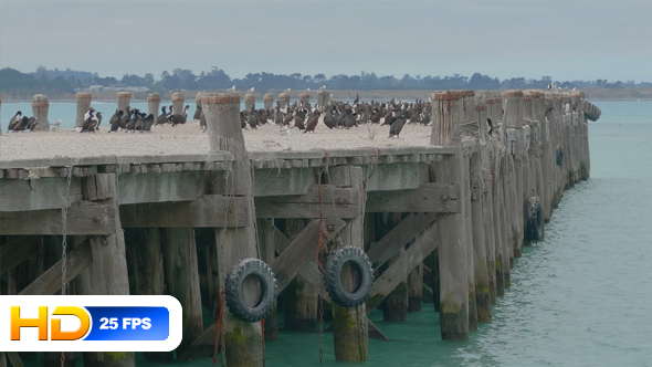 Old Pier Occupied by Many Birds