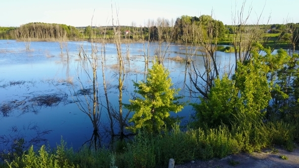 Dead Trees In The Reservoir