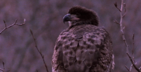 Young Bald Eagle Preening