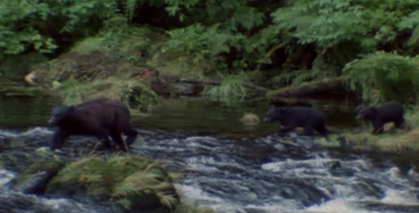 Black Bear and Cubs Cross Stream