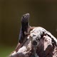 American Tropical Lizard in the Caribbean Breathing in Super Slow Motion - VideoHive Item for Sale