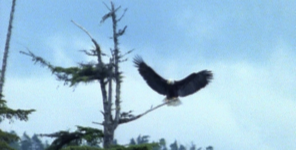 Bald Eagle Lands on Branch