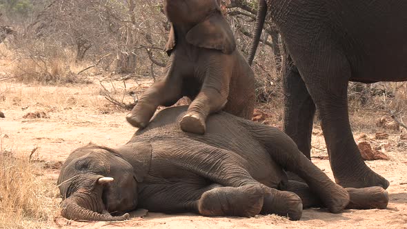 Cute and funny scene as a baby elephant jumps on a young sleeping elephant trying to wake him to pla