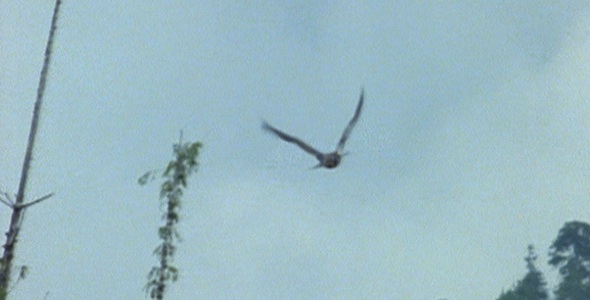 Bald Eagles First Flight