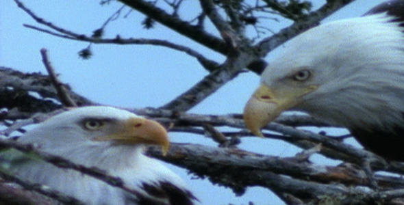 Bald Eagles On Nest 2
