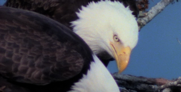 Bald Eagles Eating on Nest