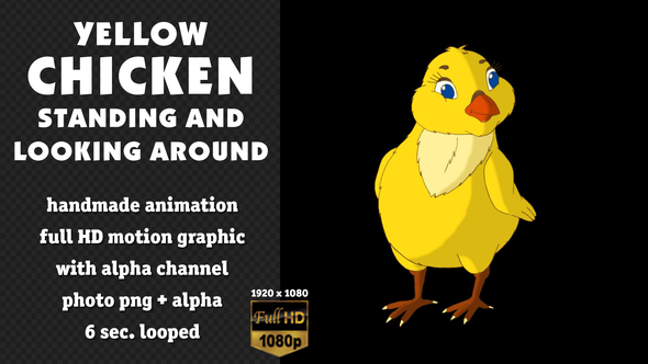 Yellow Chicken Standing and Looking Around alt