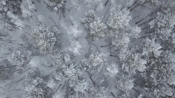 Aerial Footage of the Pine Forest in Winter