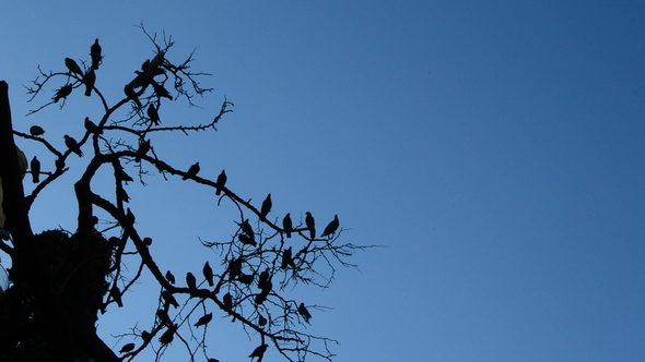 Doves or Pigeons in a Tree with Blue Sky