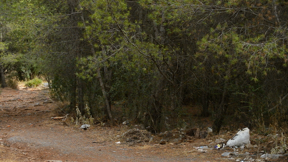 Trash in a Pine Forest