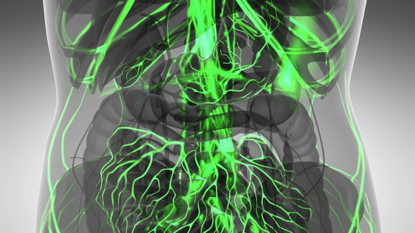 Human Body with Glow Blood Vessels alt