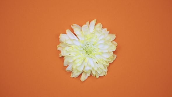 A Flower Are Rotating on a Orange Background