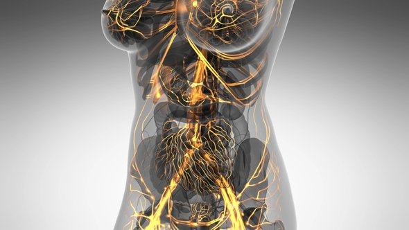 Human Body with Glow Blood Vessels alt