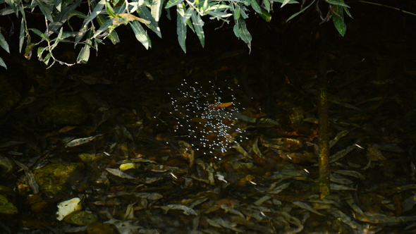Insects Moving in the River