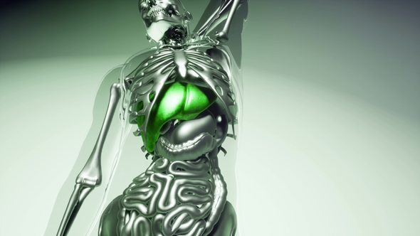 Human Liver Model with All Organs and Bones alt