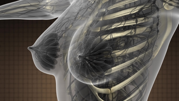 Human Body with Visible Skeletal Bones alt