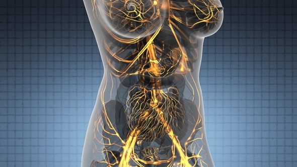 Human Body with Glow Blood Vessels alt