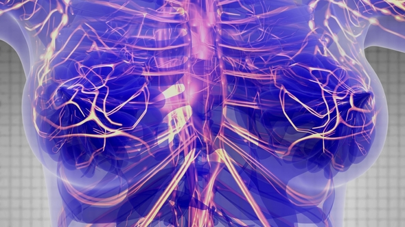 Human Body with Glow Blood Vessels alt