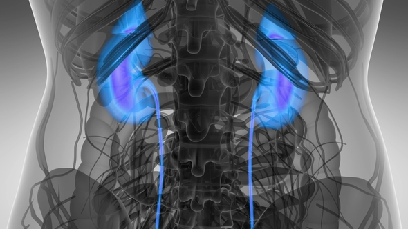 Anatomy Scan of Human Kidneys