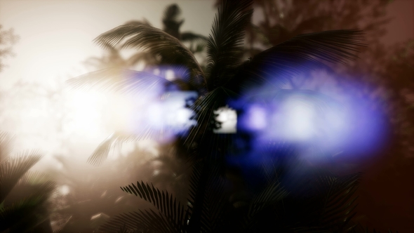 Sunset Beams Through Palm Trees alt