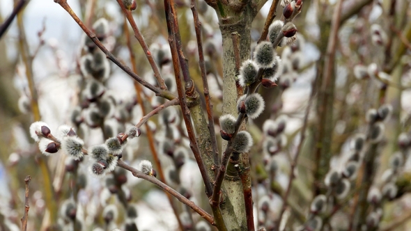 Tree Branch with Buds Background, Spring