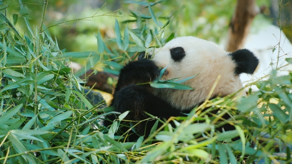 Big Panda Eats Leaves,