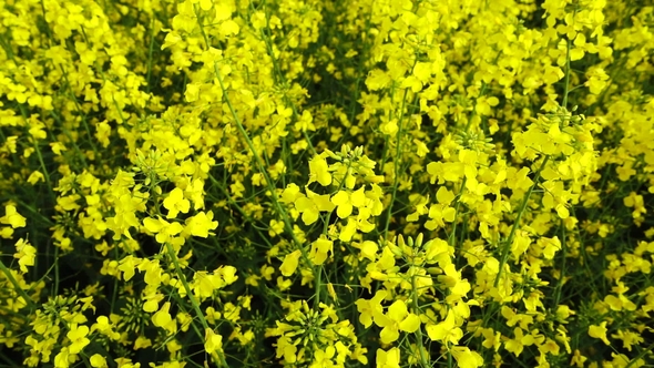 Yellow Canola Field at Sunny Day