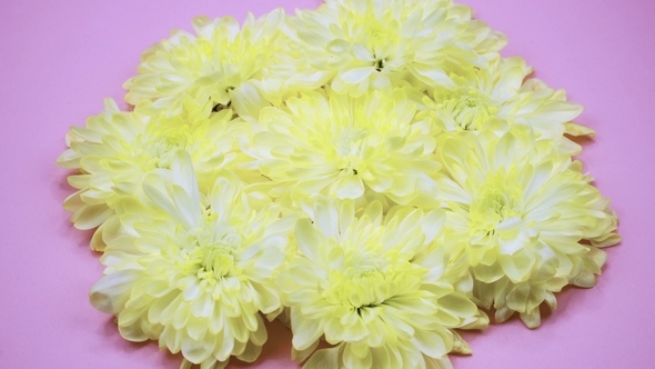 A Flowers Are Rotating on a Pink Background