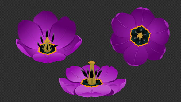 Flower Bud Violet Tulip