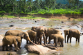 Big Asian elephants. Wild nature of Sri Lanka - PhotoDune Item for Sale