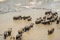 Big Asian elephants. Wild nature of Sri Lanka - PhotoDune Item for Sale