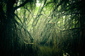 Mysterious landscape of mangrove rain forest. Sri Lanka - PhotoDune Item for Sale