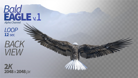 Bald Eagle-1 Back View alt